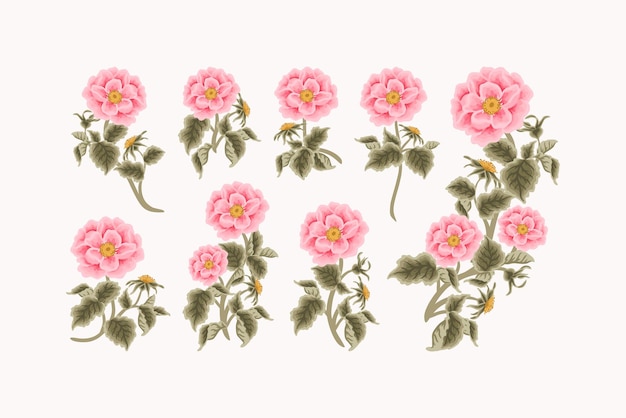 아름다움 요소에 대 한 빈티지 여성 손으로 그린 정원 핑크 Rosa Canina 꽃 클립 아트 컬렉션