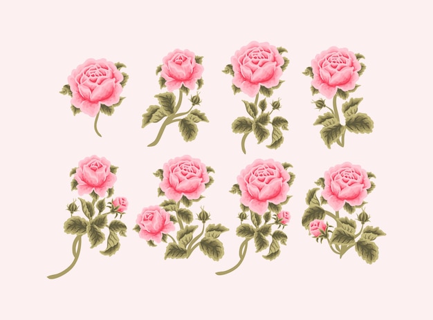 Коллекция винтажных женских рисованной розовых роз в саду для элементов красоты