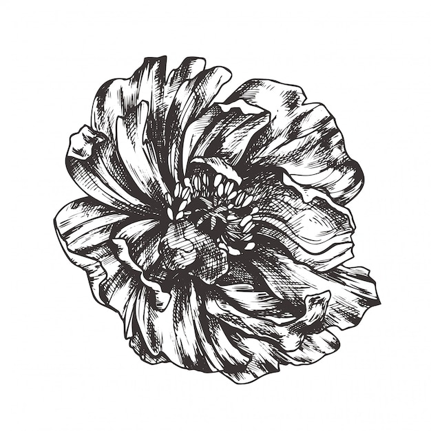 Vintage floral  illustration, etching hand drawn clip art.