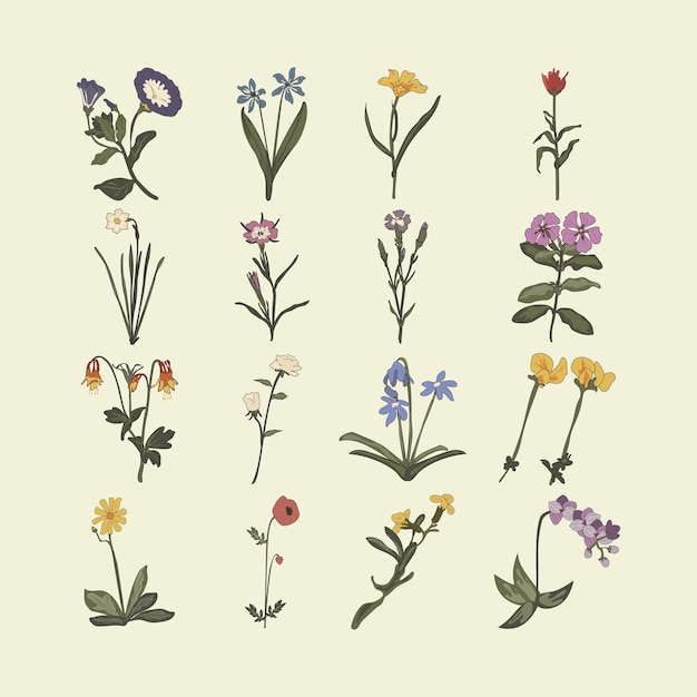 Vector vintage flower illustration set