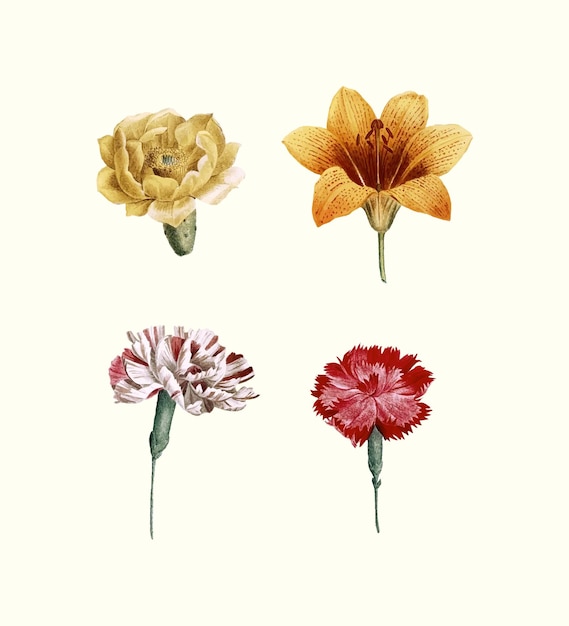 Vintage flower illustrations