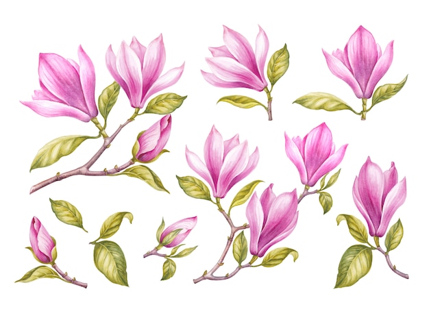 Vector vintage garland of blooming sakura.