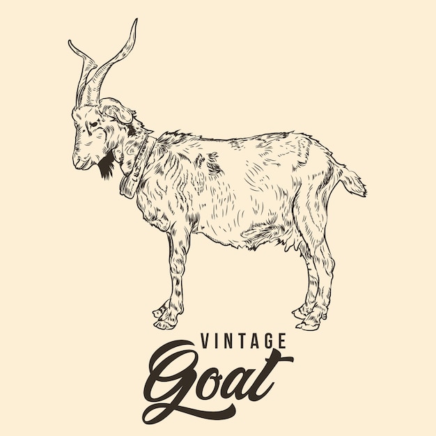 Vintage Hand Drawing Goat Sketch Vector Illustration