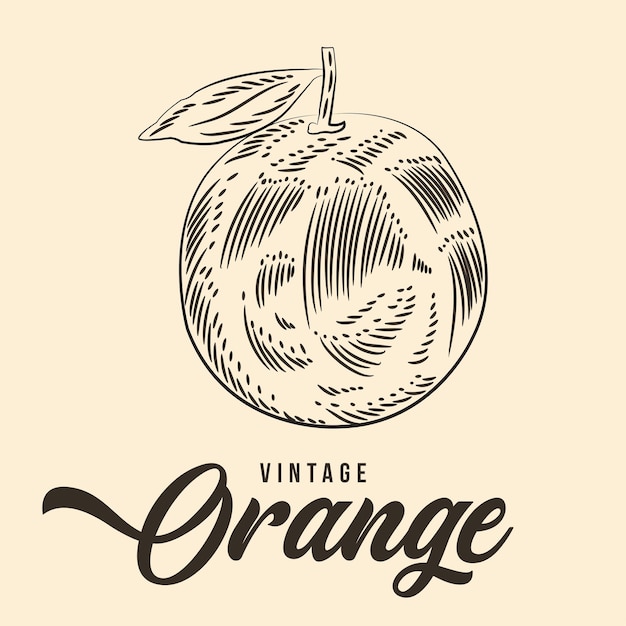 Винтажный ручной рисунок апельсинового фрукта. Эскиз векторной фондовой иллюстрации.