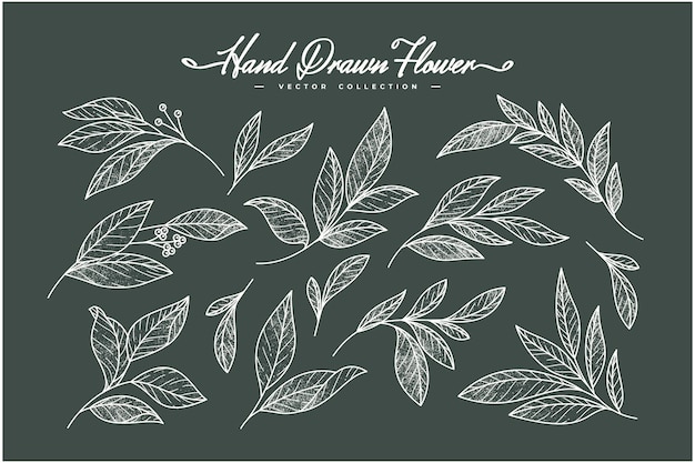 Vector vintage hand drawn beautiful leaves collection