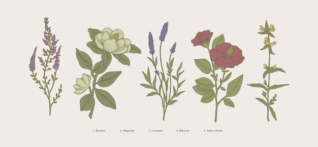 ヴィンテージ手描き植物画科学植物花と分離された天然ハーブ