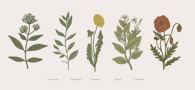 Illustrazione botanica disegnata a mano d'epoca piante scientifiche fiori ed erbe naturali isolate