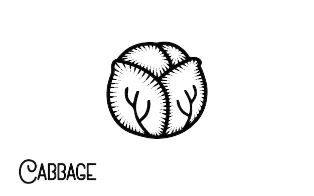 vintage hand drawn cabbage premium vector