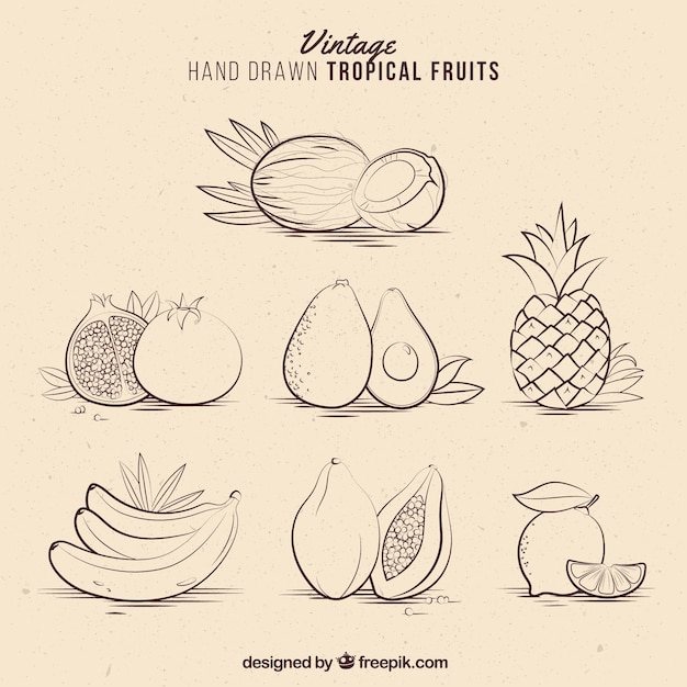 Vector vintage hand drawn tropical fruits