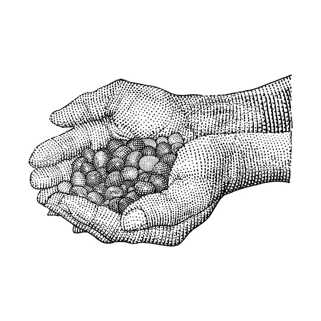 Vector vintage hand scooping coffee beans hand-drawn illustration