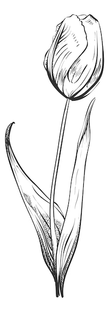Vintage herb flower. Tulip botanical illustration in black line style