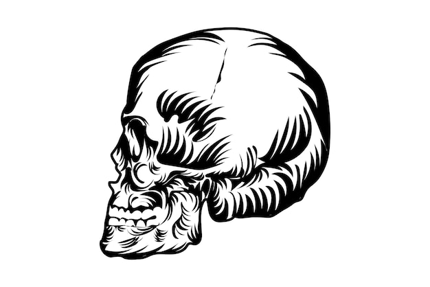 Vintage Human Skull  Premium Vector