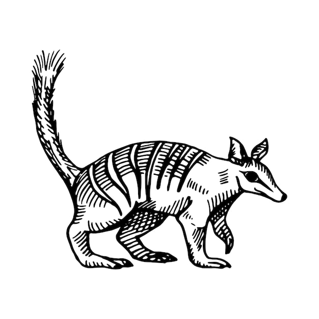 Vintage illustratie van numbat op geïsoleerde witte achtergrond. Vectorschetsdier van Australisch. Retro design karakter dieren in het wild in gravure stijl.