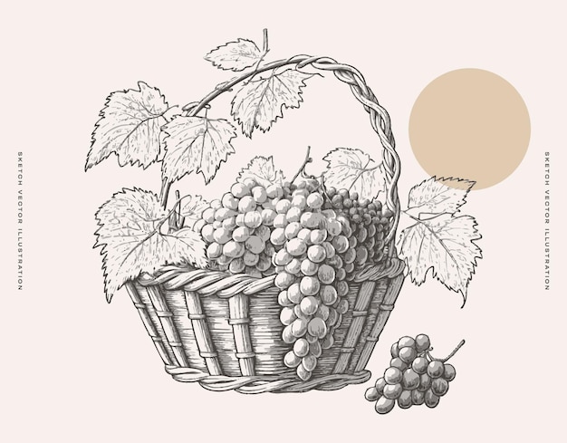 vintage illustration of a basket of grapes