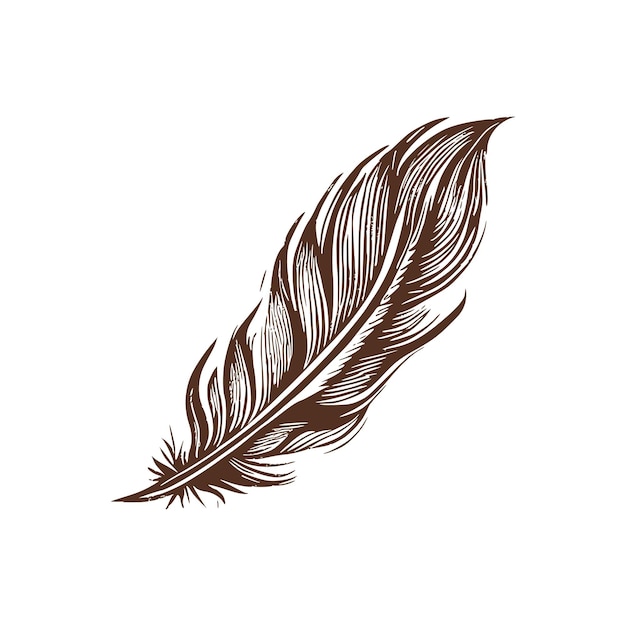 Bird feather sketch. Curved decorative feather isolated in white  background. Hand drawn vector illustration Stock Vector Image & Art - Alamy