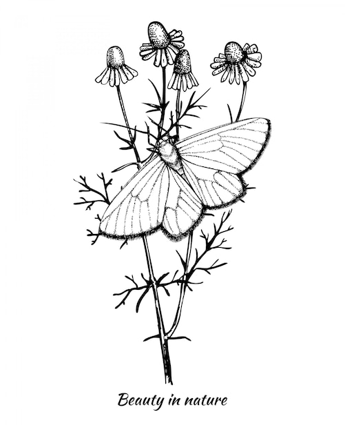 Винтажная иллюстрация чернил вручает вычерченную бабочку на заводе стоцвета.