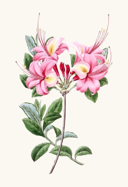 A vintage illustration of a pink flower