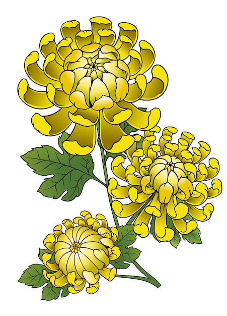 Vector vintage illustration of yellow chrysanthemum flower