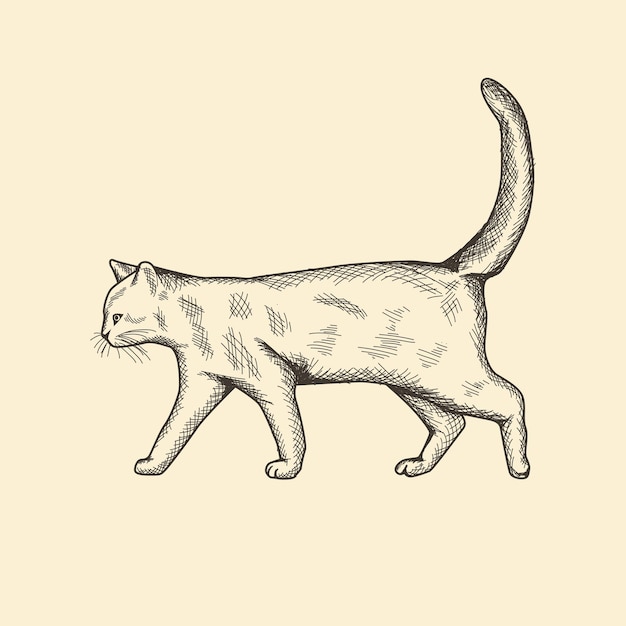 Vintage kat hand tekenen vectorillustratie