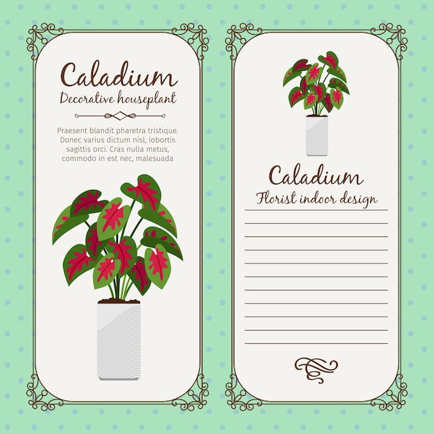 Vintage label with caladium plant