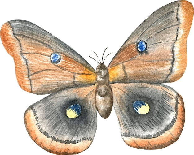 Vector vintage moth watercolor illustration