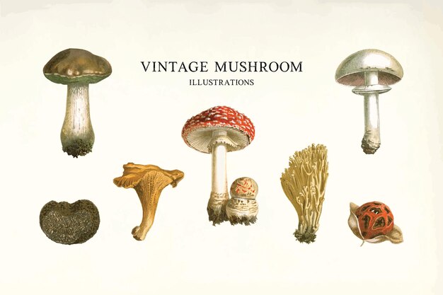 Vector vintage mushroom illustration