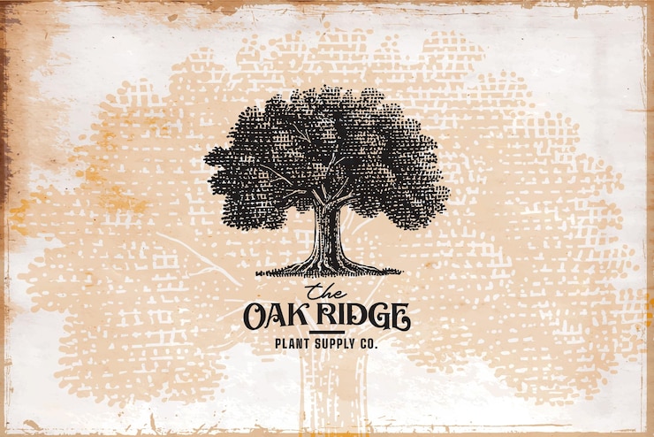 Vector vintage oak tree logo template