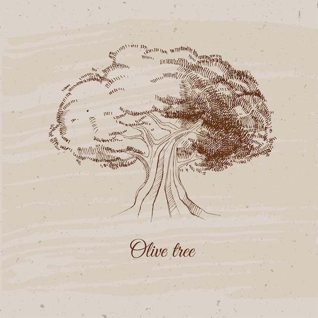 vintage olive tree, hand drawn vector illustration