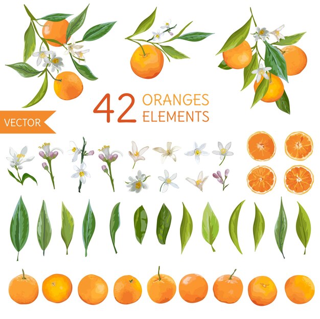 Vettore arance, fiori e foglie dell'annata. mazzi di limone