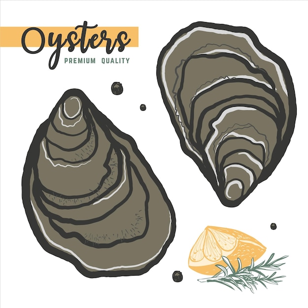 Vintage oyster shell illustration vector icon linear sketch for restaurant and cafe menu