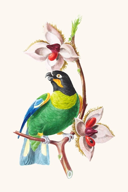 Vector vintage parrot illustration