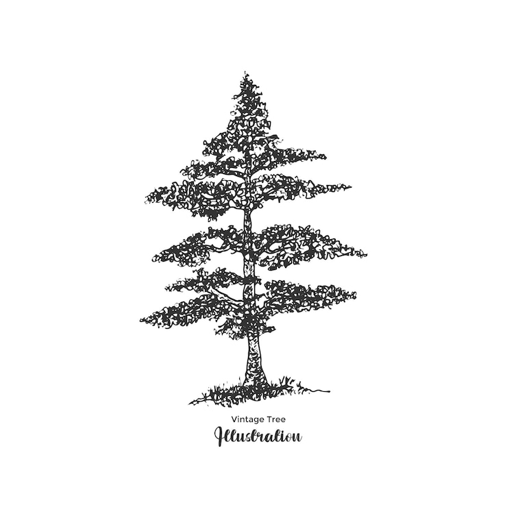 Vector vintage pine tree sketch hand drawn tree illustration