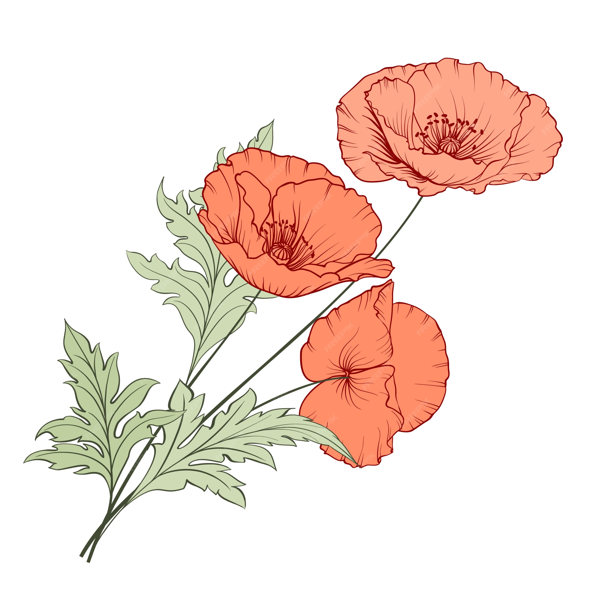 Premium Vector | Vintage poppy bouquet.