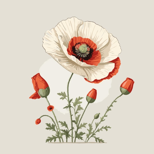 Vector vintage poppy illustration