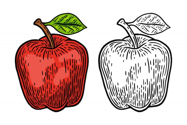Elemento di progettazione dell'illustrazione di vettore isolato retro mela fresca d'annata.