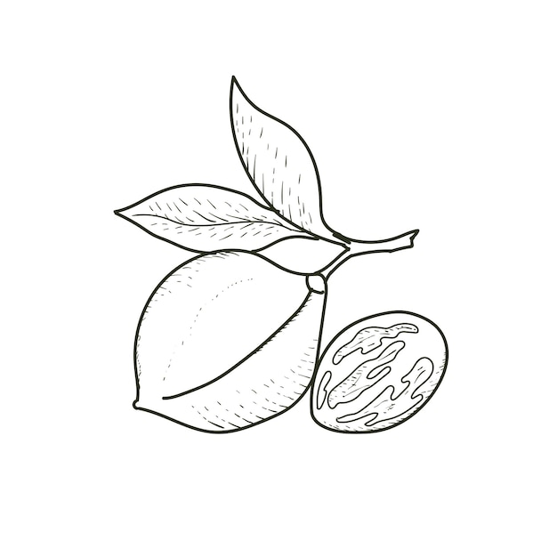 Vector vintage retro ink hand drawn of nutmeg for medical herb and spice or agriculture farm product