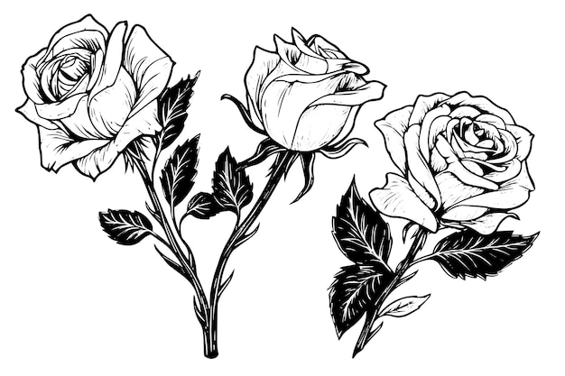 Vintage rose flower engraving calligraphic Victorian style tattoo vector illustration