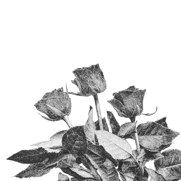 Vintage Rose op witte achtergrond Distressed handgetekende grunge stijl bloem Vector illustratie