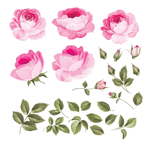 Vector vintage roses set.