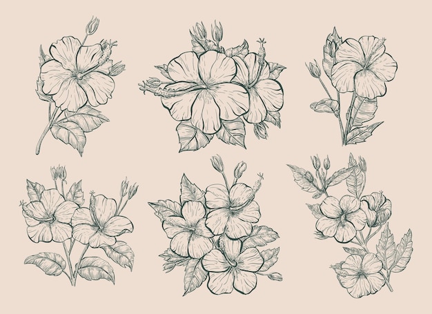 스케치 스타일의 흰색 배경에 레트로 열 대 꽃에 고립 된 히비스커스 꽃의 빈티지 세트