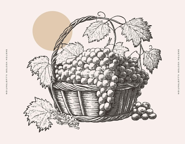 vintage sketch illustration of grapes in a basket