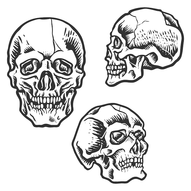 Vintage Skull Illustration