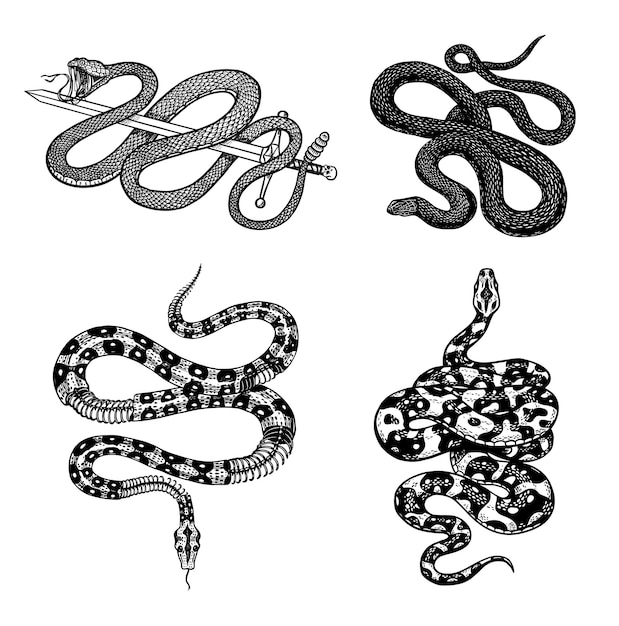 Винтажный набор змей королевская молочная рептилия питона с мечом ядовитая кобра ядовитая гадюка для плаката или татуировки выгравированный вручную старый эскиз для футболки или логотипа