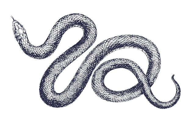 Illustrazione dell'incisione di vettore del serpente dell'annata. rettile pericoloso del disegno della mano isolato su priorità bassa bianca. predatore selvaggio tropicale realistico. vipera di disegno in bianco e nero.