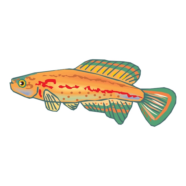 Vector vintage style creative colorful fish vector illustration design 42