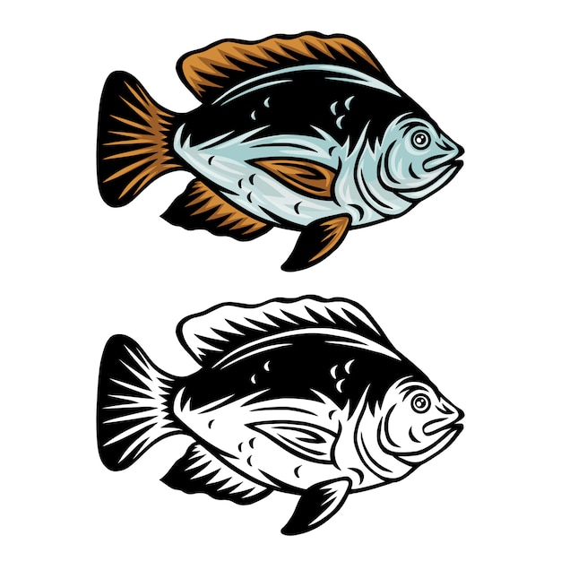 Retro illustrazione isolata del pesce d'annata di tilapia su un fondo bianco.