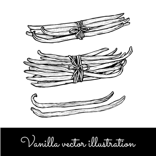 Vector vintage vanille stokjes trossen collectie