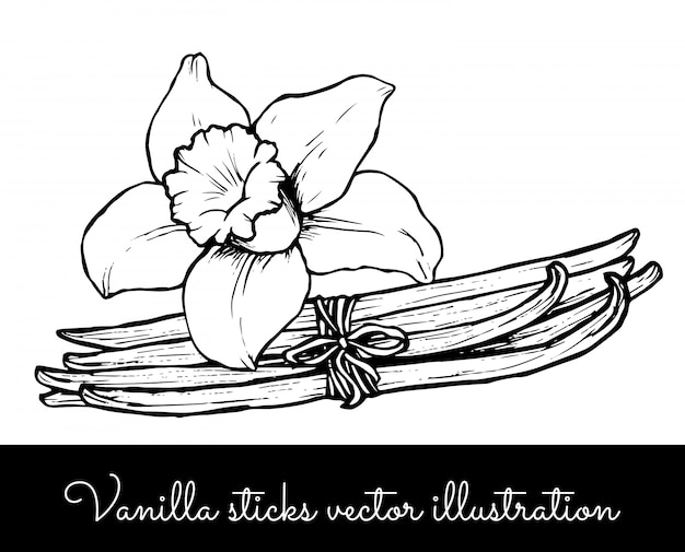 Vector vintage vanillebloem en vanillestokjes boscollectie