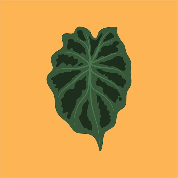 vintage vector botanical illustration tropical exotic plant jungle foliage alocasia leaves