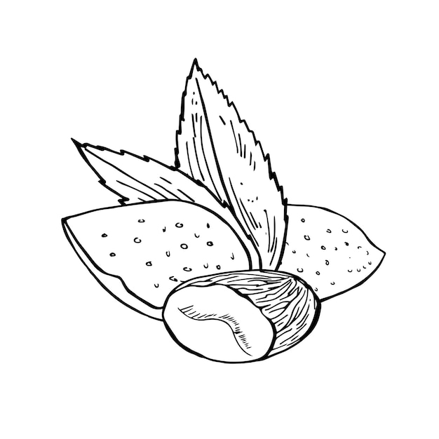 Vintage vectorillustratie van amandel zaden in gravure stijl Hand getrokken schets van volle en halve gepelde noten